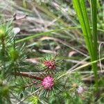 Darwinia fascicularis Flower