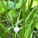 Cyperus mindorensis फूल