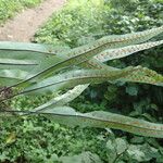 Lepisorus excavatus Leaf