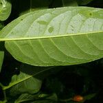 Piper arboreum Leaf