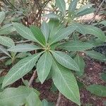 Edgeworthia chrysantha Frunză