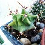 Ferocactus emoryi Leaf