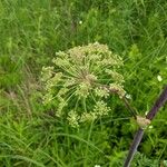 Angelica atropurpurea Blüte