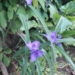 Tradescantia virginianaFlower