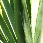 Agave fourcroydes Hoja