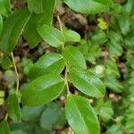 Vaccinium ovatum Leaf