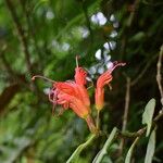 Aeschynanthus hookeri Blüte