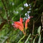 Aeschynanthus hookeri 花