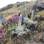 Lupinus alopecuroides Habitus