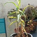 Aloe arborescens List