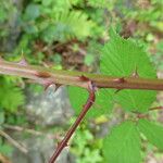 Rubus questieri その他の提案