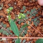 Euphorbia hyssopifolia फूल