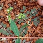 Euphorbia hyssopifolia Flower