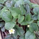 Fragaria x ananassa عادت داشتن