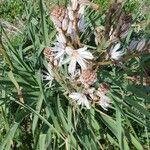 Asphodelus ramosus 花