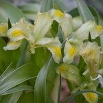 Iris regis-uzziae Fleur