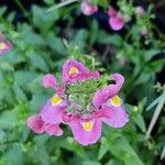 Diascia rigescens Květ