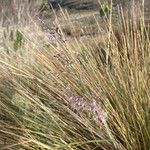 Paramochloa effusa Õis