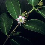 Mouriri guianensis Flower