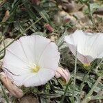 Convolvulus lineatus Blomma