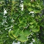 Ginkgo biloba Liść