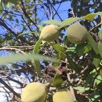 Lagunaria patersonia Hedelmä