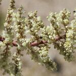 Nolina microcarpa Flower