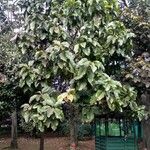 Magnolia hernandezii Vivejo
