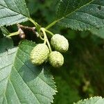 Alnus alnobetula Fruit