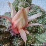 Echinopsis oxygona Flor
