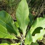 Magnolia tripetala Hostoa