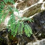 Amorpha fruticosa Folio