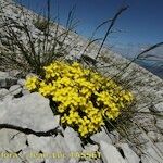 Erysimum ochroleucum Hábito