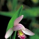 Pogonia ophioglossoides Цвят