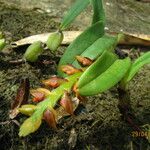 Bulbophyllum oreonastes फूल