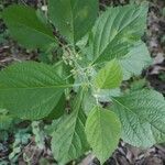 Callicarpa americanaBlad