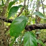 Passiflora ambigua 葉