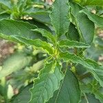 Physalis longifolia Leaf