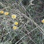 Pentanema salicinum Flower