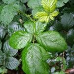 Rubus albiflorus Leaf