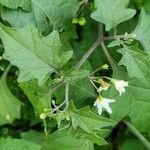 Solanum nigrum花