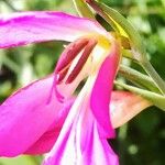 Gladiolus italicus Květ