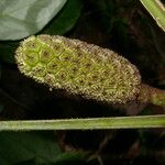 Asplundia euryspatha फल
