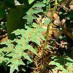 Solanum pyracanthos Blatt