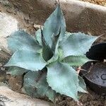 Agave havardiana Ліст