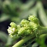 Lepidium squamatum Other