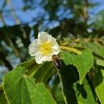 Muntingia calabura L.Flower