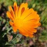 Calendula stellata Flower