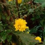 Chrysanthemum indicumफूल