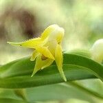 Polystachya lindblomii Blüte